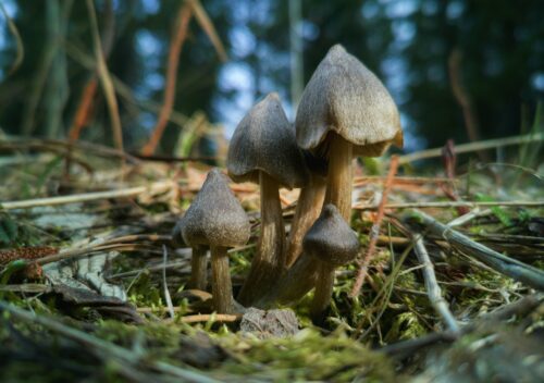 Terapia wspomagana psychodelikami