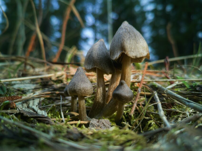 Terapia wspomagana psychodelikami